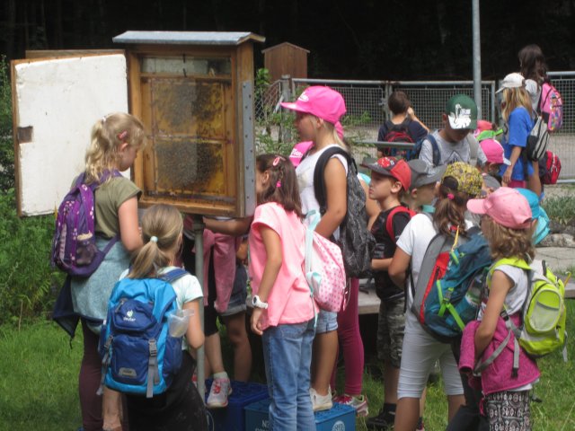 Bienenstock Bienenstock